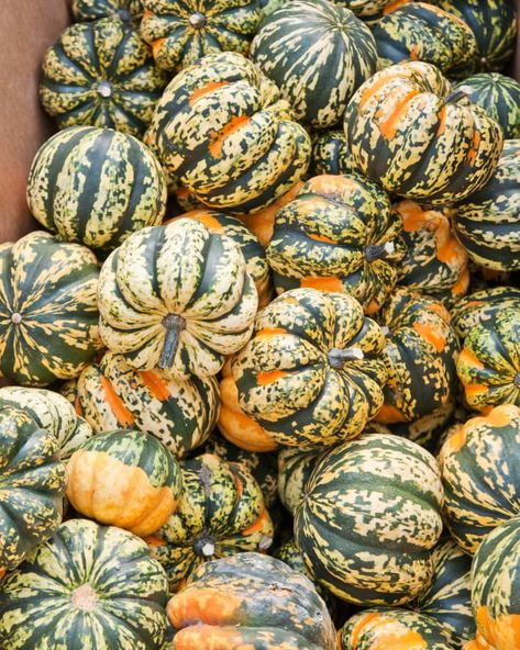 Why I’m Loving Carnival Squash Right Now | Kitchn Carnival Squash, Como Plantar Pitaya, Scrunchie Pattern, Diy Scrunchie, How To Make Scrunchies, Squash Seeds, Autumn Recipes, Small Pumpkins, Winter Squash