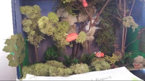 Red panda diorama Red Panda Habitat Project, Red Panda Diorama, Panda Diorama, Red Panda Habitat, Panda Project, Shoe Box Diorama, Panda Habitat, Rainforest Project, Diorama Project