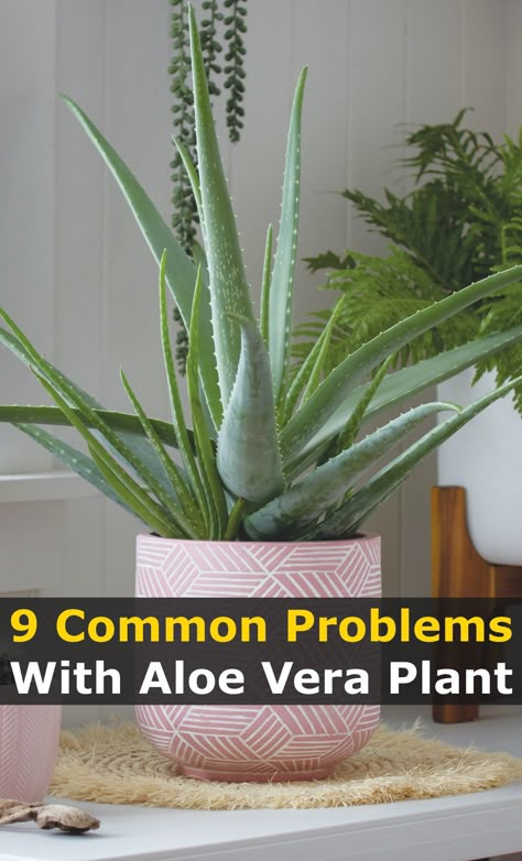 Aloe Vera Indoor, Aloe Plant Care, Aloe Vera Plant Indoor, Aloe Vera Care, Growing Aloe Vera, Aloe Plants, Plant Indoor, Plant Care Houseplant, Plant Problems