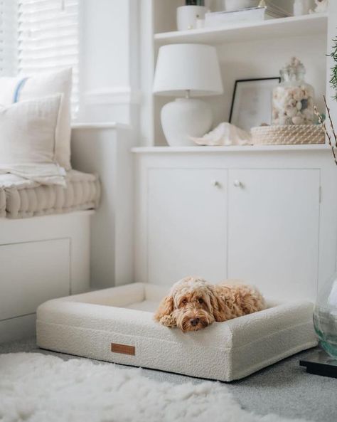 Discover the ultimate comfort, quality, and style with Roach & Co's premium orthopaedic dog beds ✨Premium Materials for Durability ✨Orthopaedic Mattress for Joint Relief ✨Raised Sides for Peaceful Lounging ✨Machine-washable cover ✨Modern Aesthetic Design ✨Non-Skid Base for Enhanced Stability Shop now for the perfect blend of luxury and practicality. #roachandco #dogsofinstagram #dogsofinsta #doglover #luxurydogbed #luxurydogaccessories #PetBed #dog #dogbed #PuppyEyes #puppy #cockapoocl... Orthopaedic Mattress, Orthopedic Dog Bed, Puppy Eyes, Luxury Dog, Dog Beds, Modern Aesthetic, Aesthetic Design, Pet Bed, Dog Bed