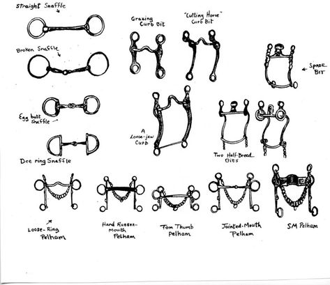 Barnyard Basics: Bits and Their Uses | Columnists | postregister.com Different Types Of Horse Bits, Types Of Bits For Horses, Types Of Horse Bits, Horse Bits Types Of, Bits For Horses, Horse Art Drawing, Learning Board, Horse Anatomy, Snaffle Bit