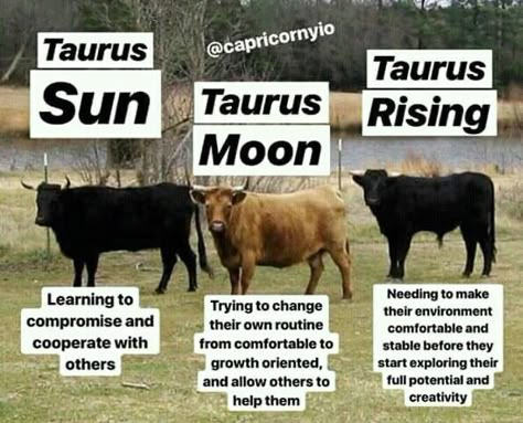 Taurus Ascendant, Zodiac Leo Art, Taurus Zodiac Quotes, Taurus Memes, Taurus Rising, Sun Moon And Rising, Taurus Sun, Sun Moon Rising, Taurus Moon