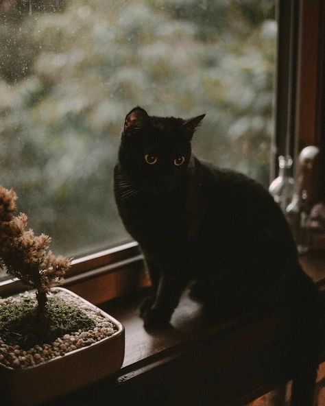 Uploaded by coastuls. Find images and videos about cat, animal and black cat on We Heart It - the app to get lost in what you love. Black Cat Aesthetic, Photo Halloween, A Black Cat, Halloween Illustration, Cute Cat Gif, Witch Aesthetic, Cat Aesthetic, Cat Wallpaper, Pretty Cats