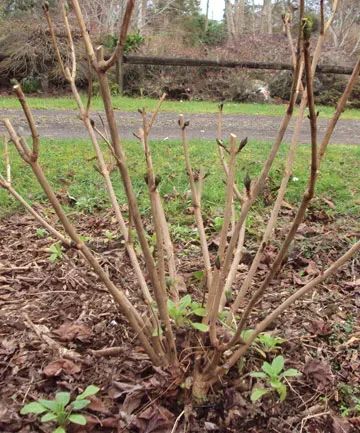 Hydrangea Pruning, Hydrangea Paniculata Grandiflora, Prune Hydrangeas, When To Prune Hydrangeas, Rose Pruning, Fall Maintenance, French Hydrangea, Pruning Hydrangeas, Pruning Roses