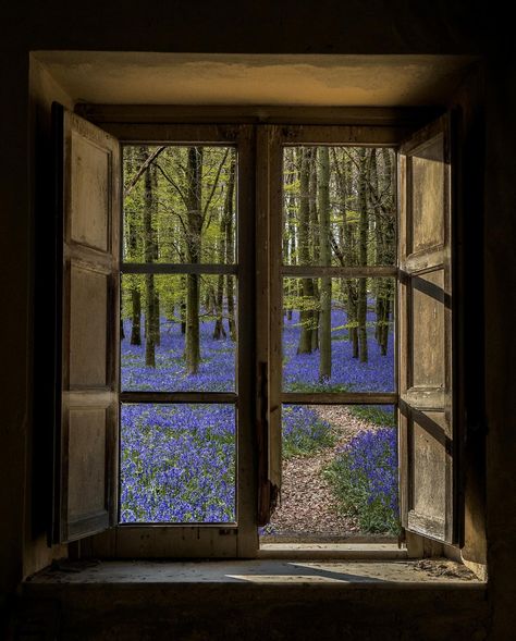 “Dear old world’, she murmured, ‘you are very lovely, and I am glad to be alive in you.” - L.M. Montgomery I thought I’d share some interesting facts about these beautiful little flowers. Did you know…? - Over half the world’s population of bluebells are found here in the Uk. - the first bluebells are believed to have appeared in Britain after the last ice age. - That bluebells are protected under the Wildlife and Countryside Act 1981. If you dig up wild bluebells you can be fined up to £50... Ocean Cottagecore, Dark Cottage Core, Tudor Period, Wild Bluebell, Carmen Dress, L M Montgomery, Some Interesting Facts, Snakebites, Nature Inspired Decor