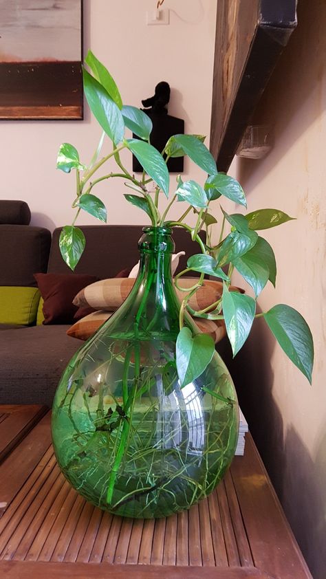 Pothos In Water, Water Plants Indoor, Plants Grown In Water, Tanaman Air, Plant In Glass, نباتات منزلية, Herb Garden Design, Flower Tower, Plant Care Houseplant