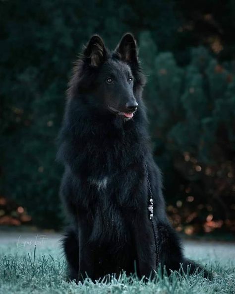 Groenendael Dog, Belgian Groenendael, Belgian Shepherd Groenendael, Massive Dogs, Greenland Dog, Mexican Hairless Dog, Dog Foto, Belgian Sheepdog, Hairless Dog