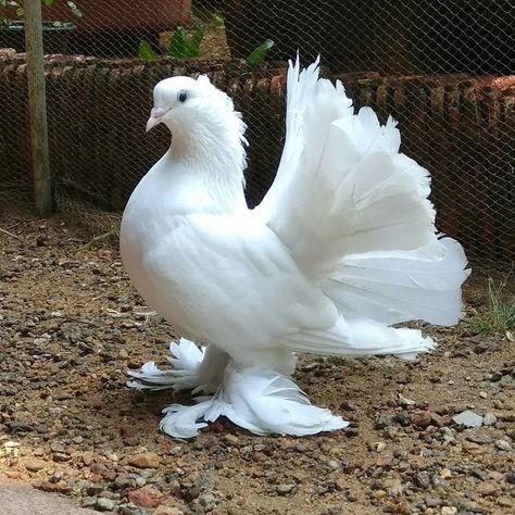 Indian Fantail Lahore Pigeon, Jacobin Pigeon, Types Of Pigeons, Tumbler Pigeons, Fantail Pigeon, Nicobar Pigeon, Cute Pigeon, Pigeon Pictures, Pigeon Breeds