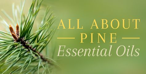 Pine Essential Oil - Benefits & Uses of Uplifting and Invigorating Oil Pine Essential Oil Benefits, Homemade Facial Scrub, Pine Oil, Pine Essential Oil, Essential Oils Herbs, Essential Oil Benefits, Living Essentials Oils, Mood Enhancers, Oil Benefits