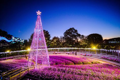 The amazing illuminations at Ashikaga Flower Park are here until February 2024 Sage Bush, Flower Park, Garden Of Lights, Glow Water, Wisteria Tree, Tokyo Station, Popular Flowers, Fantasy Theme, Cherry Blossom Tree