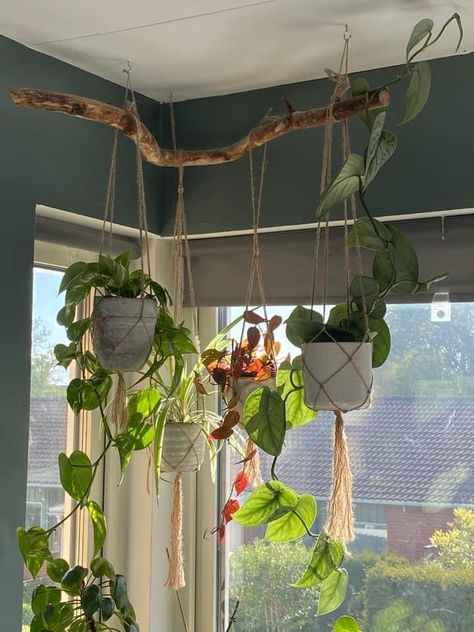 Hanging Plants In Room Aesthetic, Simple Plant Decor, Grow Light Plant Set Up, Hanging Bar For Plants, Plants In Macrame Hangers, Plant Shelf Over Door, Plants Over Mirror, Hanging Plants In Corner, Plant Rod Hanger