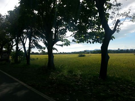 Mid afternoon. Mid Afternoon, Tree Trunk, Country Roads, Road, Plants