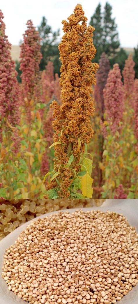 How To Grow Quinoa, Growing Grains At Home, Grow Lentils, Quinoa Plant, Growing Grains, Growing Quinoa, Farm Goals, Ohio Garden, Plant Shed