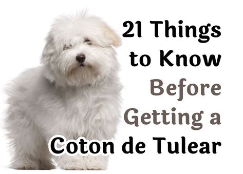 Yorkie Puppy Care, Coton De Tulear Puppy, Coton De Tulear Dogs, What To Think About, 21 Questions, Coton De Tulear, Hip Dysplasia, Eyes Problems, Yorkie Puppy