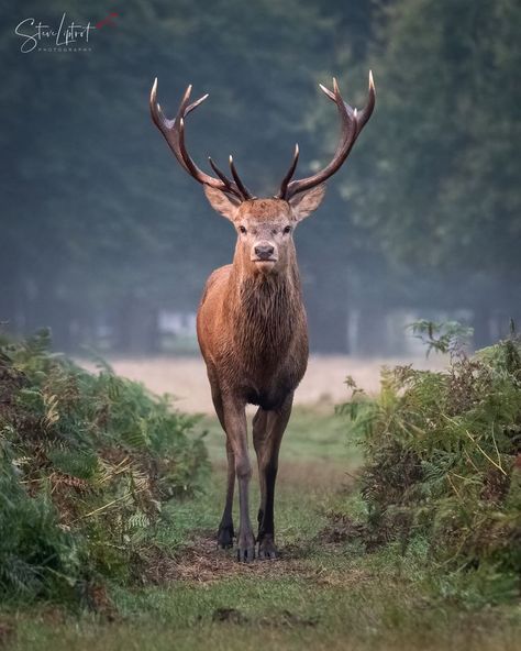 Red deer stag seen in Bushy Park, London.
Image available in various formats from my online shop. British Animals, Snow And Trees, Bushy Park, Deer Jumping, Deer Snow, Red Deer Stag, Deer Pictures, Green Knight, Deer Stags