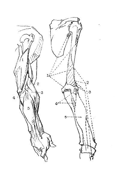 Download Here: “Constructive Anatomy” by George B. Bridgman – Ragged Claws Network Arm Art Anatomy, Claw Reference, Constructive Anatomy, Arms Sketch Anatomy, Bridgeman Anatomy, Arm Bone Structure, Arm Anatomy Perspective, George Bridgman Anatomy, George B. Bridgman