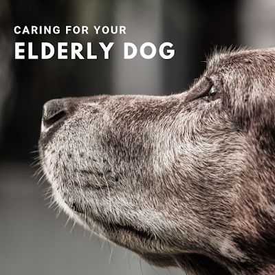 Senior Dogs Care, Elderly Dogs, Dog Ages, Tiny Puppies, Dog Care Tips, Older Dogs, Dog Hacks, Dog Barking, Senior Dog