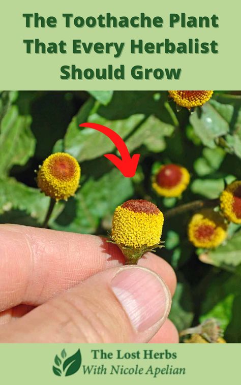 Toothache Plant, Medicinal Herbs Garden, Billy Buttons, Home Health Remedies, Master Gardener, Healing Herbs, Seed Starting, Medicinal Herbs, Home Health