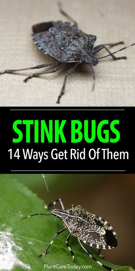 Got a stink bug problem? Before you call the exterminator, try out these 14 simple tips to safely eliminate stink bugs in your home or garden. Stink Bug Trap, Stink Bug, Bug Trap, Stink Bugs, Bug Killer, Garden Bugs, Bug Control, Garden Pest Control, Bug Repellent