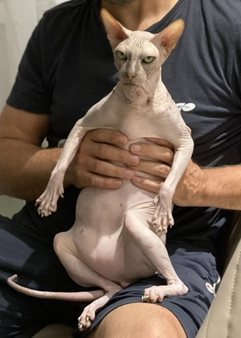 Pink Sphynx Cat, Funny Hairless Cats, English Shorthair Cat, Furless Cat, British Short Haired Cat, Twitter Posts Funny, Hairless Cat Cute, Cat Memes Wallpaper, Fat Hairless Cat