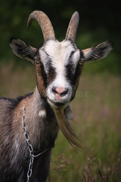 Animals Wallpaper Aesthetic, Goat Photos, Cute Animals Wallpaper, Wallpaper Aesthetic Nature, Goat Picture, Goat Paintings, Goat Logo, Angry Animals, Emotions Cards