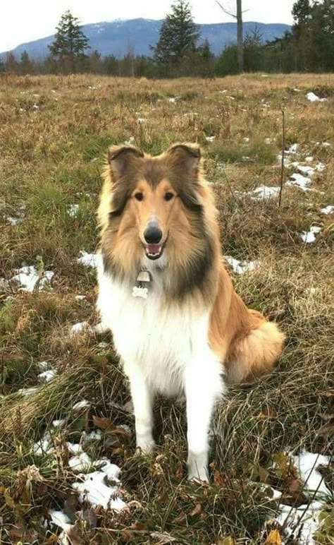 Rough Collie Puppy, Scotch Collie, Rough Collies, Smooth Collie, Sheltie Dogs, Collie Puppies, Terrier Mix Dogs, Dog Photograph, Rough Collie