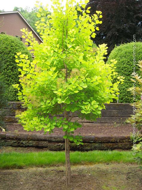 Cotinus coggygria 'Ancot' Golden Spirit Cotinus Coggygria, Bush Garden, Golden Tree, Specimen Trees, Garden Shrubs, Water Wise, Sun And Water, Backyard Garden Design, Pink Leaves