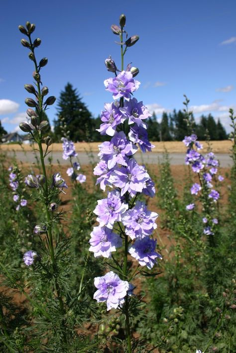 Silver Falls Seed Company - Larkspur - Rocket Light Blue Larkspur Plant, Larkspur Flower, Seeds Color, Long Vase, Flower Identification, Blue Delphinium, Line Flower, Plant Spacing, Seed Company