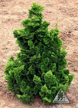 Nana_gracilis iseli Chamaecyparis Obtusa, Conifers Garden, Hinoki Cypress, Evergreen Garden, Garden Shrubs, Evergreen Trees, Evergreen Shrubs, Landscaping Plants, Small Trees