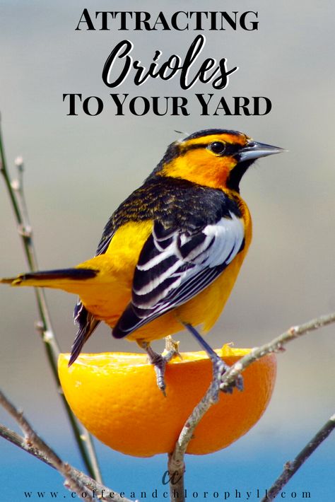 Diy Oriole Feeder, Oriole Bird Feeders Diy, Orioles Birds, Birdseed Feeders, Wild Birds Backyards, Oriole Bird Feeders, Baltimore Orioles Birds, Backyard Birds Watching, Bird Ideas