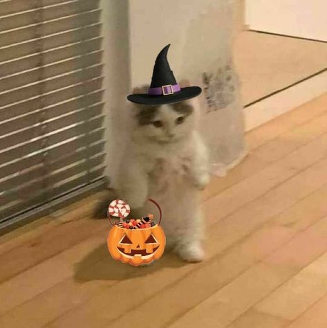 Halloween Pfp Cute, Halloween Pfp, Halloween