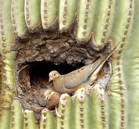 (99+) Your Time Is Limited on Tumblr Dove Nest, Saguaro Cactus, Flora Fauna, Mother Earth, Pretty Pictures, Animal Kingdom, Mother Nature, Bugs, Insects