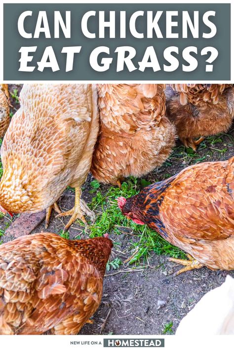 Yes, chickens can safely eat grass, and generally like it, but do make sure it wasn’t treated with pesticide. #chickens #homesteading Grass For Chickens, Taking Care Of Chickens, Raising Chickens 101, Heritage Chickens, Chicken Images, Backyard Farm, Growing Grass, Chicken Health, Chicken Eating