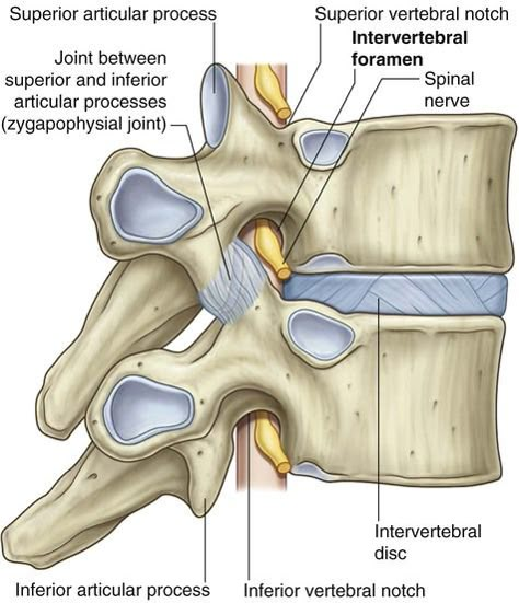 Back | Clinical Gate Nervous System Anatomy, Human Skeleton Anatomy, Referred Pain, Physical Therapy Assistant, Anatomy Bones, Neck Problems, Spinal Surgery, Spinal Nerve, Basic Anatomy And Physiology