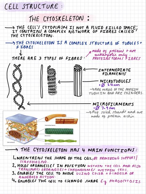 Revision notes for biology A level year one! I have lots more notes on here! Go check them out:) Btec Applied Science Level 3, Ocr A Level Biology Notes, Cytoskeleton Notes, A Level Biology Notes, Notes For Biology, Class 11 Biology Notes, Mcat Study Tips, Cell Biology Notes, Microbiology Notes