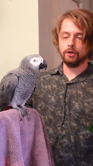 African Grey Parrot Funny, Parrot Training, Talking Parrots, Rare Features, Grey Parrot, Funny Parrots, African Grey Parrot, Animal Antics, Easy A