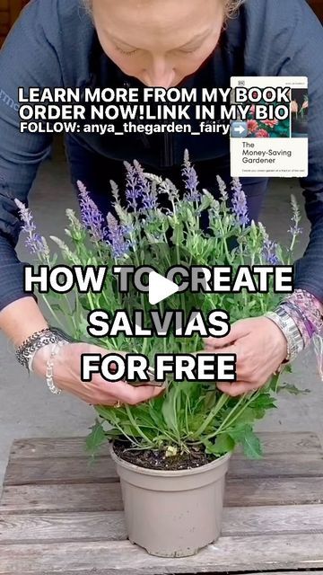 Anya Lautenbach on Instagram: "Follow @anya_thegarden_fairy  📣MORE IN MY BOOK (Link in my bio) HOW TO PROPAGATE SALVIA IN WATER  FEW OF MY FAVOURITE SALVIAS ⬇️  🧚🏻 Salvia ‘Amistad’ 🧚🏻 Salvia nemorosa ‘Caradonna’ 🧚🏻 Salvia ‘Love and Wishes’ 🧚🏻 Salvia patens ‘Cambridge Blue’ 🧚🏻 Salvia x sylvestris ‘Rose Queen’ 🧚🏻 Salvia x sylvestris ‘Mainacht’ 🧚🏻 Salvia nemorosa ‘Ostfriesland’  Salvias are such fabulous plants and they are super easy to propagate in water.  This is a great and quick way of creating more plants for free, especially if you like salvias.   I was introduced to propagation by my Mum when I was about 12. Shortly after that, propagation became my passion.  Over 30 years of joy and excitement! Now I can share that excitement with you!  I travel with cuttings and if I Salvia Flower Bed, Salvia In Pots, Salvia Plant Landscaping, Propagate In Water, Salvia Plant, Salvia Garden, May Night Salvia, Blue Salvia, Salvia Plants