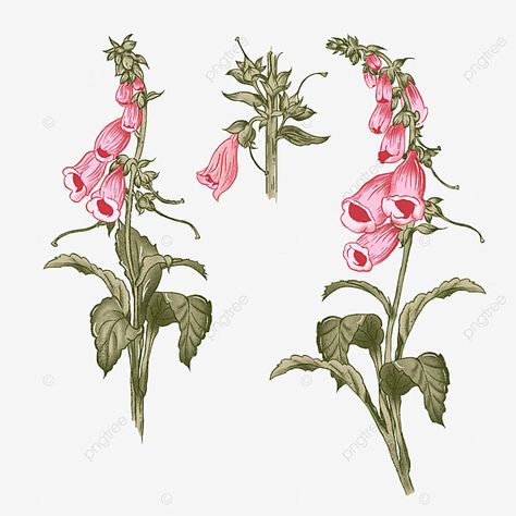 Foxglove Drawing Simple, Foxglove Flower Drawing, Foxglove Drawing, Foxglove Illustration, Foxglove Tattoo, Pink Foxglove, Foxglove Flower, Foxglove Flowers, Flower References