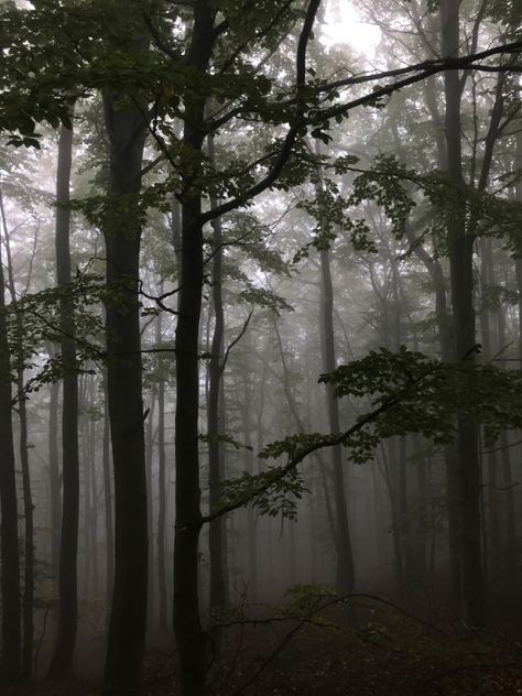 Fog In Forest, Forest Fog Aesthetic, Dark Fairy Core Wallpaper, Fairy Dark Aesthetic, Fog Core, Dark Foggy Forest, Dead Forest, Werewolf Aesthetic, Dark Naturalism