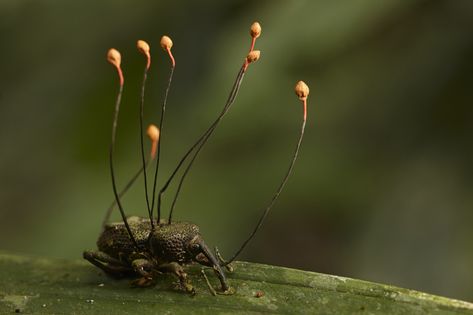 Cordyceps Zombies, Leaf Bug, Cognitive Functions, Bug Collection, Slime Mould, Mushroom Fungi, Toenail Fungus, Insect Art, Nail Fungus