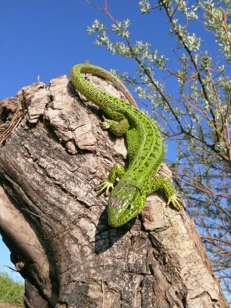 Desert Lizards, Amazing Frog, Cute Lizard, Wild Animals Photography, Reptile Room, Cute Reptiles, You're Amazing, Reptiles And Amphibians, Lizards