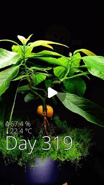 Interesting as FCK on Instagram: "365+ days of growing an avocado bonsai from seed in #timelapse! This was by far my fav project so far - and also the longest! Let me know what you think! #avocado #bonsai" Avocado Seed Bonsai, Avocado Bonsai, Bonsai From Seed, Grow Avocado, Time Lapse, 365 Days, What You Think, Let Me Know, You Think