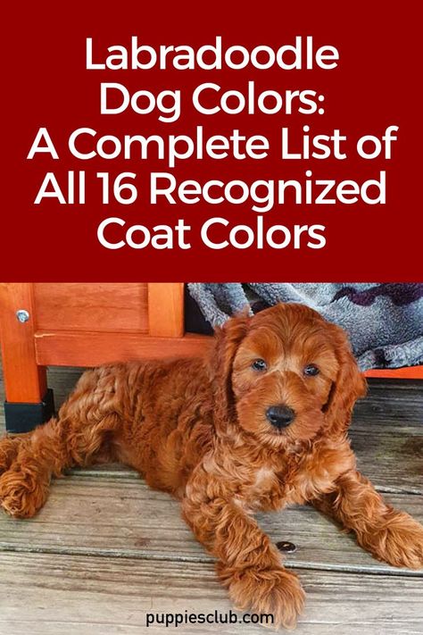 labradoodle-dog-colors Red Labradoodle, Brown Labradoodle, White Labradoodle, Cavoodle Dog, Golden Labradoodle, Chocolate Labradoodle, Black Labradoodle, Labradoodle Dog, Labradoodle Dogs