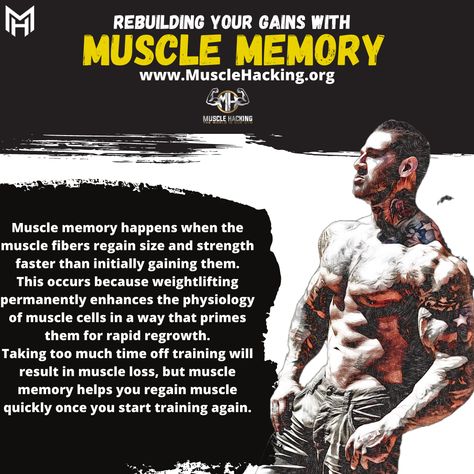 Muscle Memory – Muscle Hacking Muscle Atrophy, Liver Diet, Bodybuilding Workout Plan, Muscle Protein, Full Body Workout Routine, Word Online, Muscle Memory, School Communication, Muscle Mass