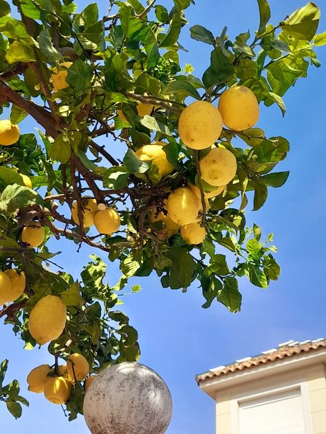 Golden Bachelor, Apron Inspiration, Lemon Garden, Italian Aesthetic, Tree Study, Citrus Trees, Life Ideas, Lemon Tree, Garden Trees