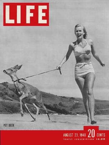 Life Magazine cover, August 23, 1948, woman with a pet deer. Pet Deer, Magazine Front Cover, Life Magazine Covers, Deer Photos, Life Cover, Look Magazine, Norman Rockwell, Time Magazine, Vintage Life