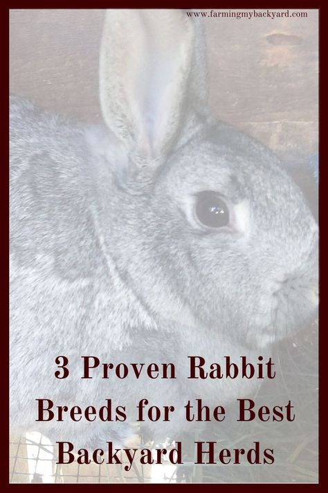 Some rabbit breeds make great backyard herds. Here are three proven rabbit breeds for meat for small scale breeders. Meat Rabbits Breeds, Raising Rabbits For Meat, Meat Rabbits, Raising Rabbits, Rabbit Breeds, Rabbit Cage, Rabbit Hutches, Meat