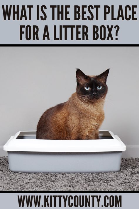 Litterbox Solutions, Litter Box Smell, Best Litter Box, Best Cat Litter, Siamese Kittens, American Shorthair, Litter Tray, Cat Box, Cat Facts