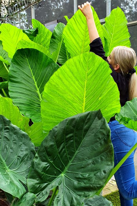 Big Leaf Plants Outdoor, Plants With Big Leaves, Leaf Types, Plant Advice, Large Leaf Plants, Big Leaf Plants, How To Grow Plants, Plant Adaptations, Elephant Ear Plant