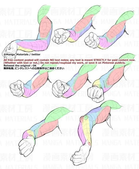 Relaxed Arm Reference, Arms Anatomy, Manga Materials, Arm Anatomy, Human Anatomy Reference, Arm Drawing, Anatomy Tutorial, Body Drawing Tutorial, Human Anatomy Drawing